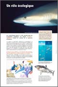 Exposition Requins Un rôle écologique