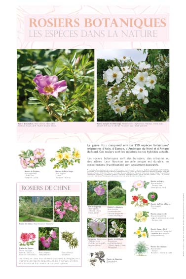 exposition Rosiers botaniques - Les espèces dans la nature