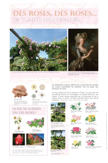 exposition des roses… de toutes les couleurs !