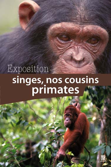 exposition Singes, nos cousins primates
