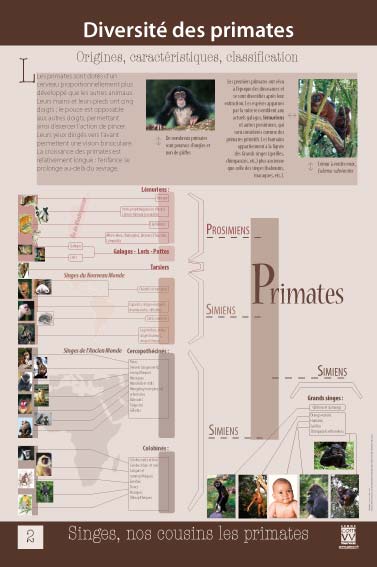 Diversité des primates. Origines, caractéristiques