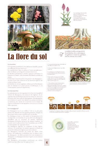 Exposition La flore du sol