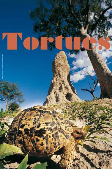 Exposition Tortues terrestres tortues marines 