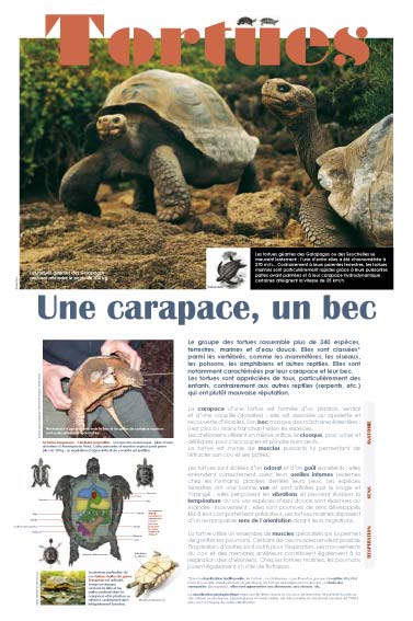 Exposition Tortues, une carapace, un bec