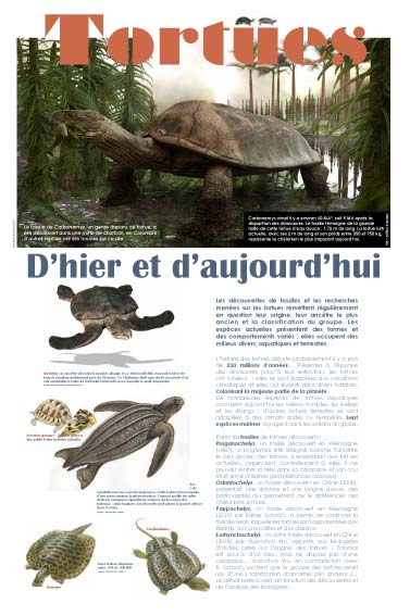 Exposition Tortues d'hier et d'aujourd'hui, fossiles, tortue luth 