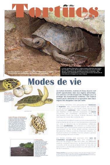 Exposition Modes de vie des tortues 