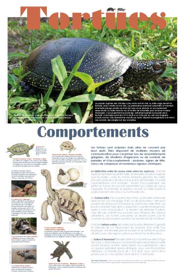 Exposition Comportements des tortues 