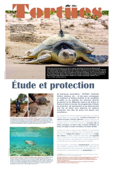 Exposition Étude et protection des tortues 