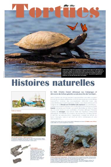 Exposition Tortues Histoires naturelles