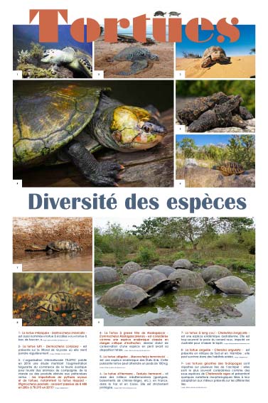 Exposition Tortues Diversité des espèces