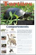 Exposition Comportements des tortues 