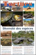 Exposition Tortues Diversité des espèces