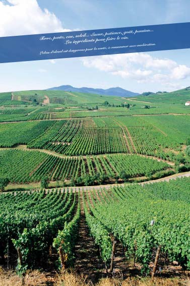  paysage vigne vignoble vin